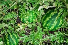 Watermelon Companion Plants