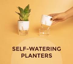 Self Watering Plants