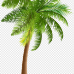 Palm Trees