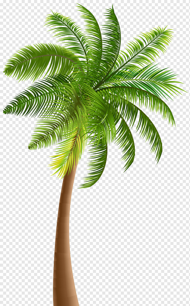 Palm Trees