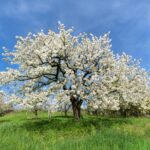 White Flowering Trees