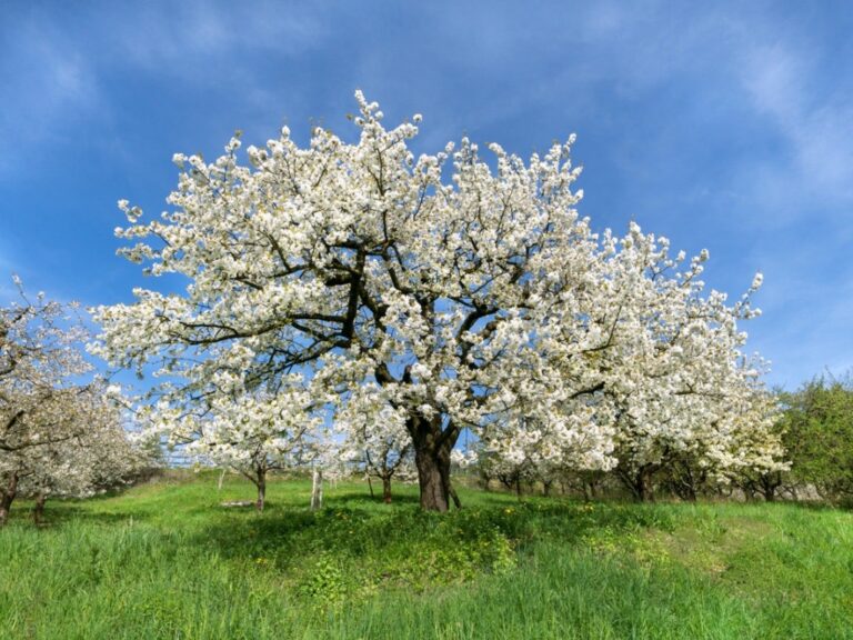 White Flowering Trees