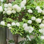 White Flowering Trees