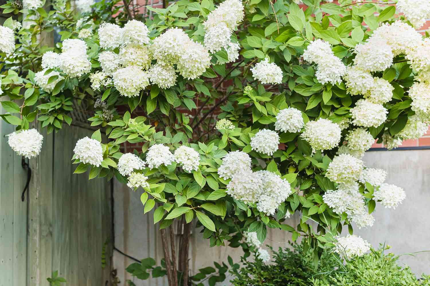 White Flowering Trees