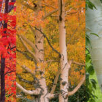 Trees With White Bark