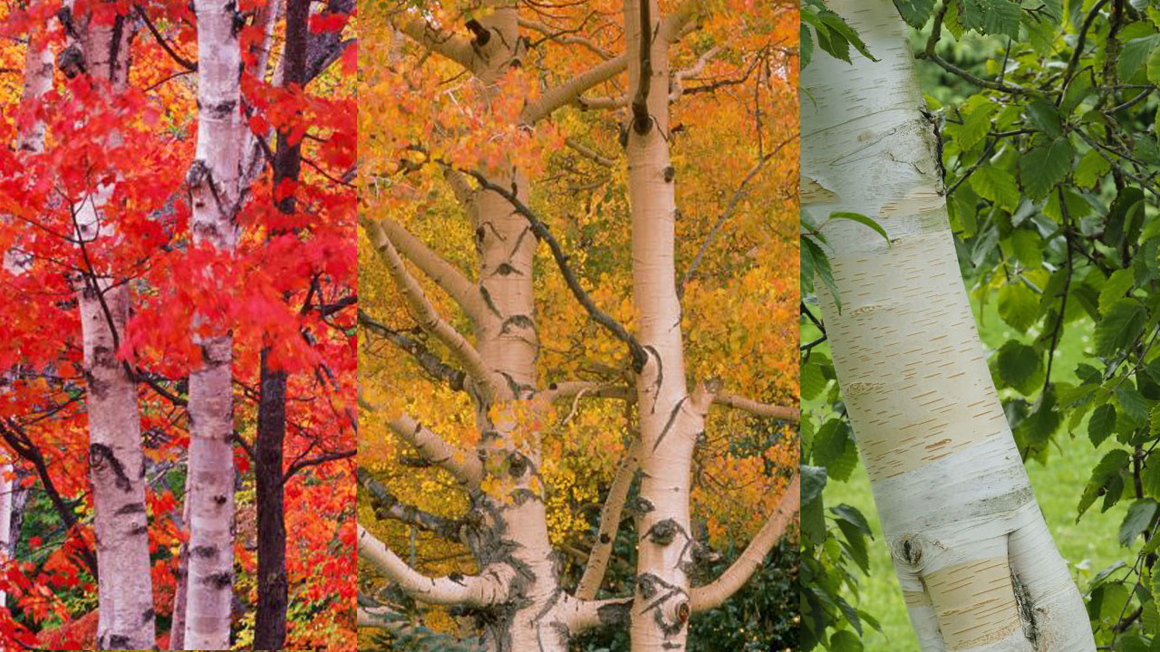 Trees With White Bark