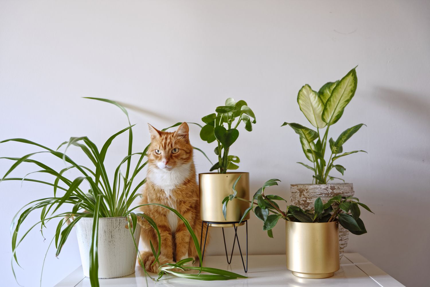 Indoor Plants