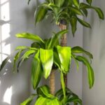 Dracaena Plants