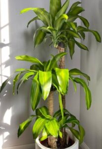 Dracaena Plants