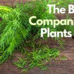 Dill Companion Plants