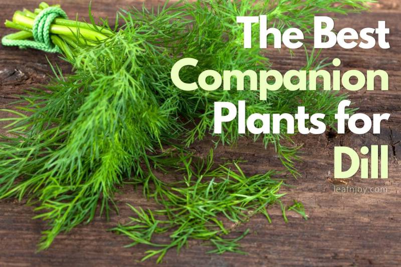 Dill Companion Plants