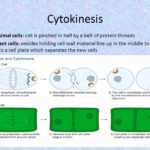 Cytokinesis