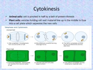 Cytokinesis