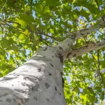 White Bark Trees