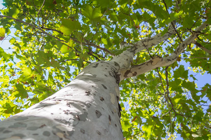 White Bark Trees