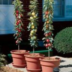 Columnar Apple Trees