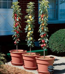 Columnar Apple Trees