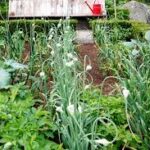 Garlic Companion Plants