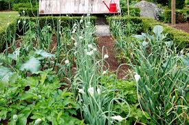 Garlic Companion Plants