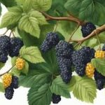 Mulberry Trees