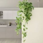 Indoor Vine Plants