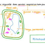 Cellular Respiration