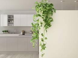 Indoor Vine Plants