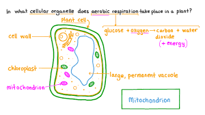 Cellular Respiration