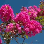 Pink Flowering Trees