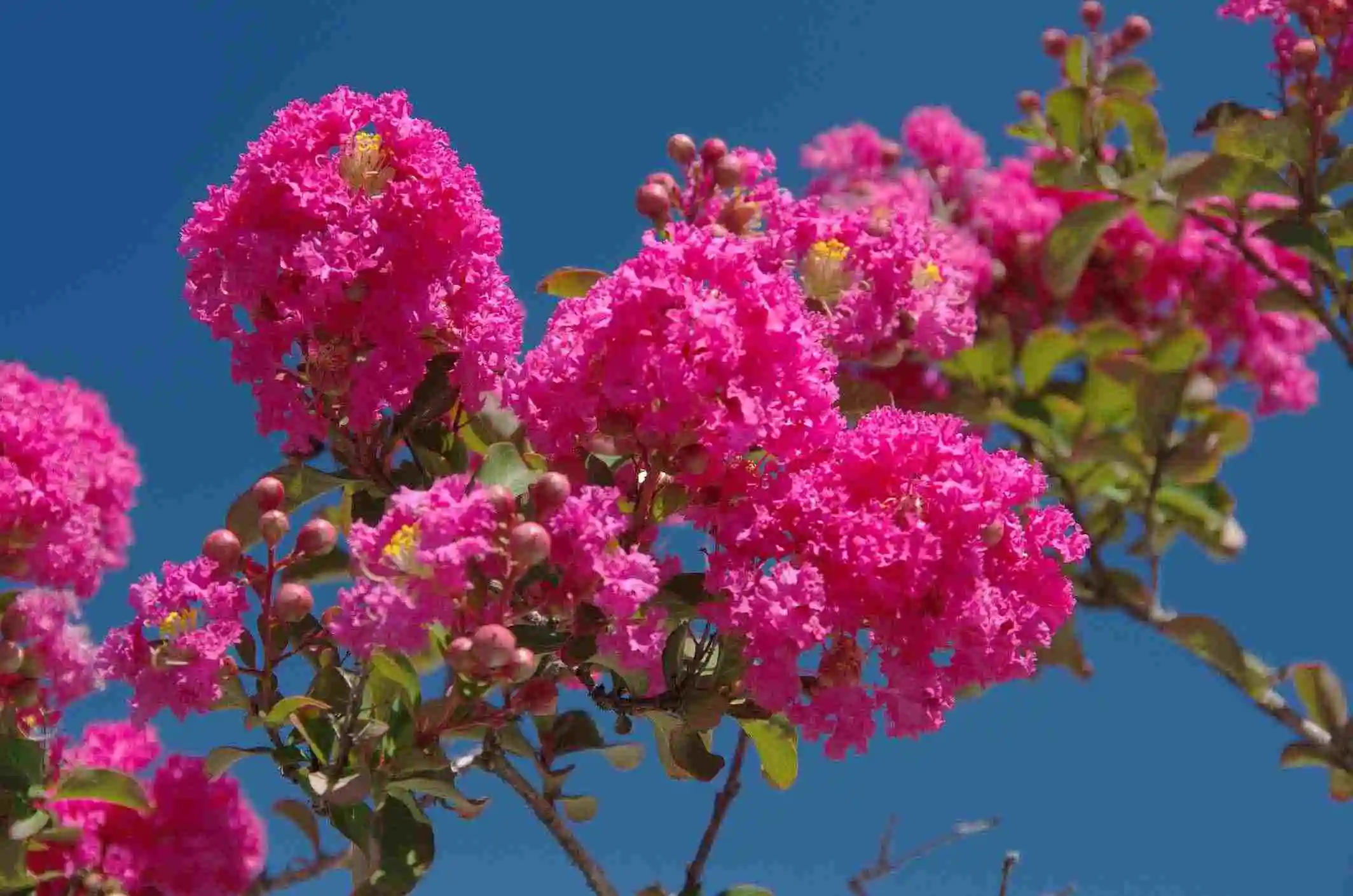 Pink Flowering Trees