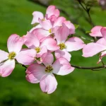 Pink Flowers