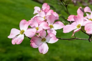 Pink Flowers