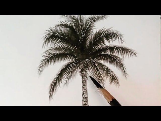 Palm Trees