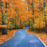 Tunnel of Trees