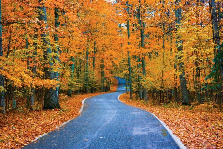 Tunnel of Trees