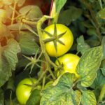 Tomato Plants