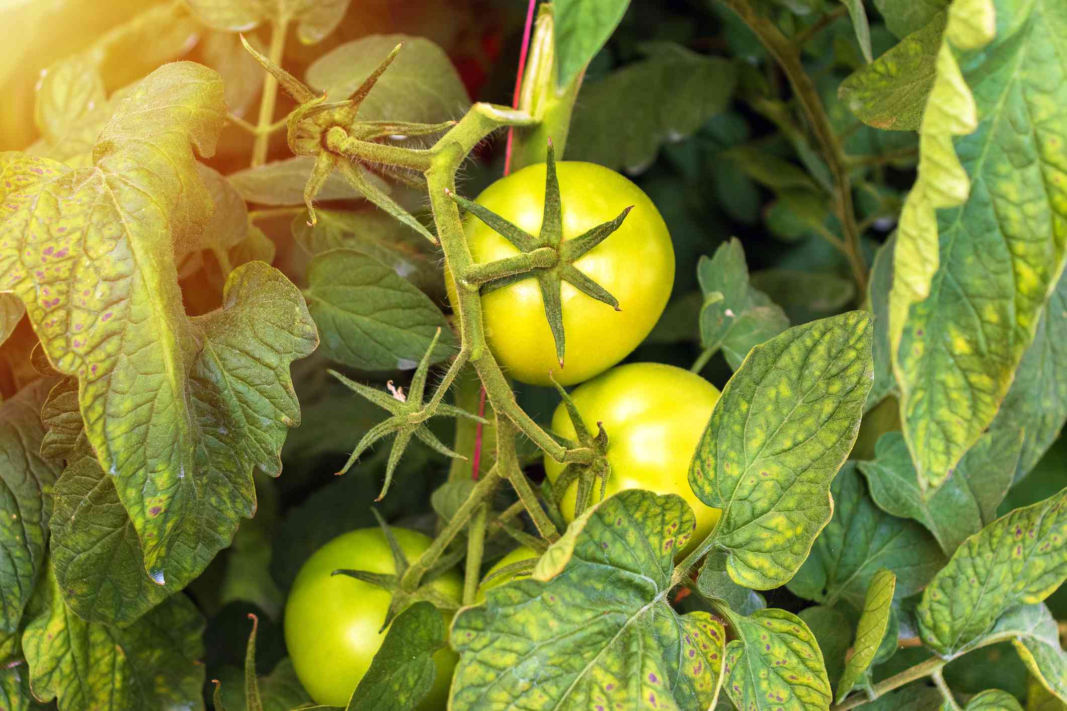 Tomato Plants