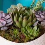 Healing Succulent Plants