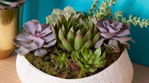 Healing Succulent Plants