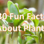 Facts About Plants