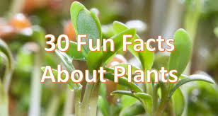 Facts About Plants