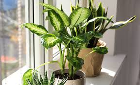 Home Depot Indoor Plants