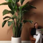 Big Indoor Plants