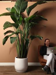 Big Indoor Plants