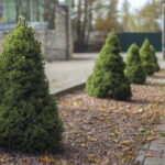 Dwarf Pine Trees