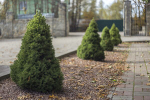 Dwarf Pine Trees