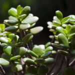 Jade Plants