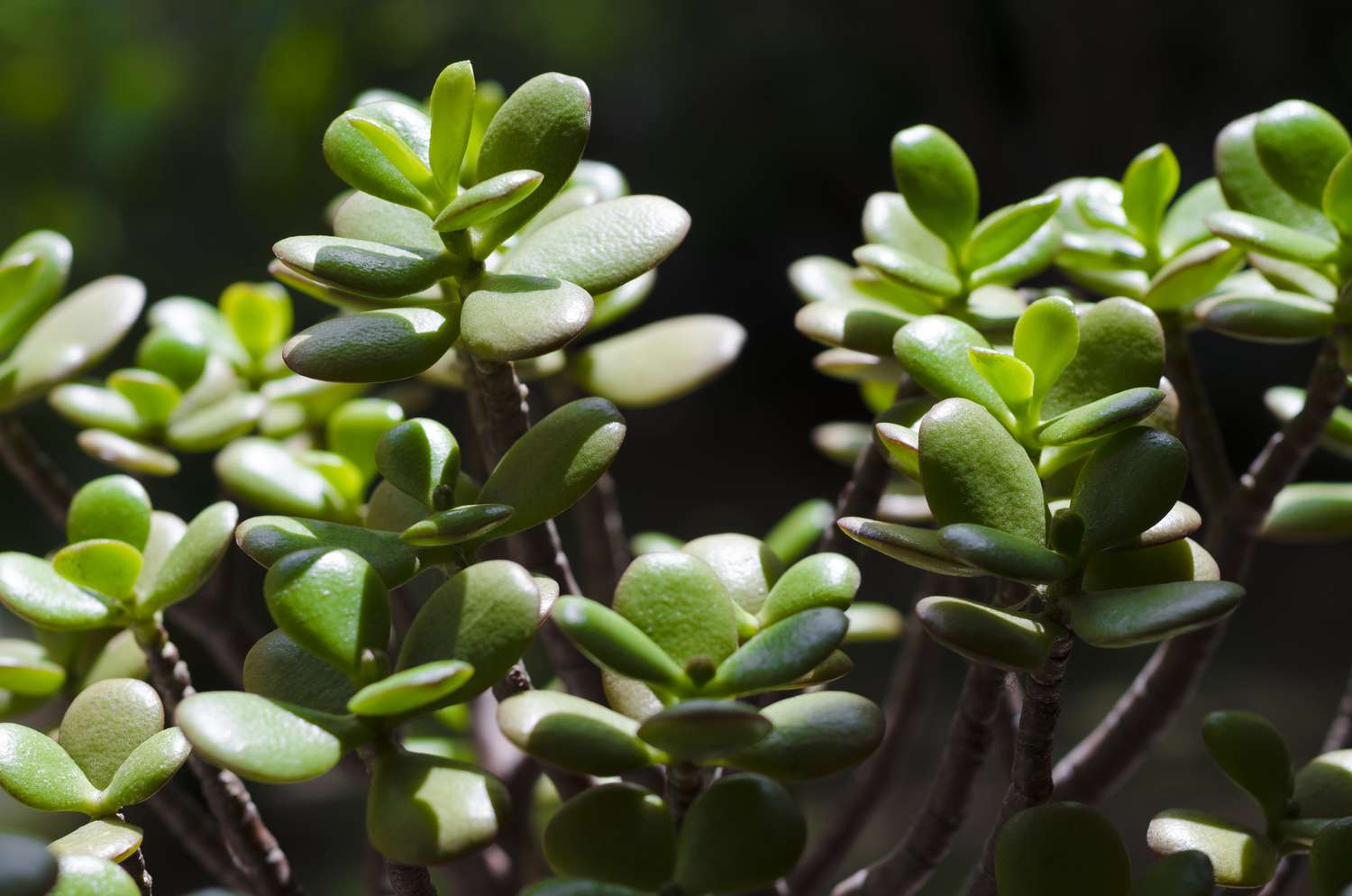 Jade Plants