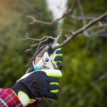 Worst Time to Prune Trees