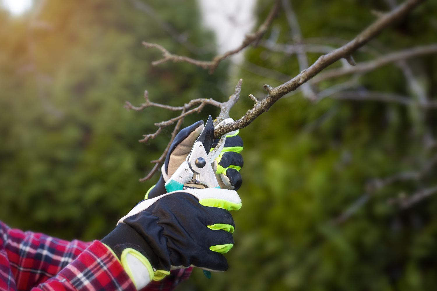 Worst Time to Prune Trees